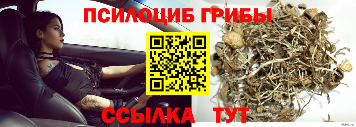Галлюциногенные грибы Psilocybine cubensis  Вход с VPN  Кисловодск 
